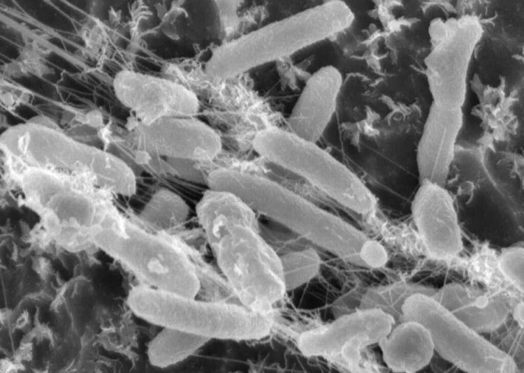 Микроспасатели. Помогут ли бактерии избавить мир от пластика?