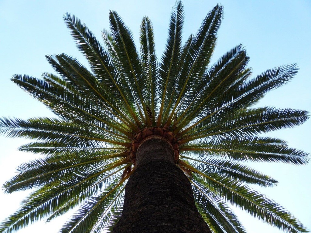 palm-6.jpg
