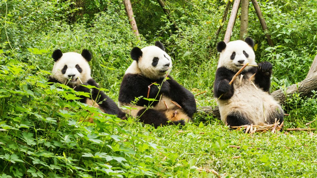 giant-pandas-chengdu-china.jpg