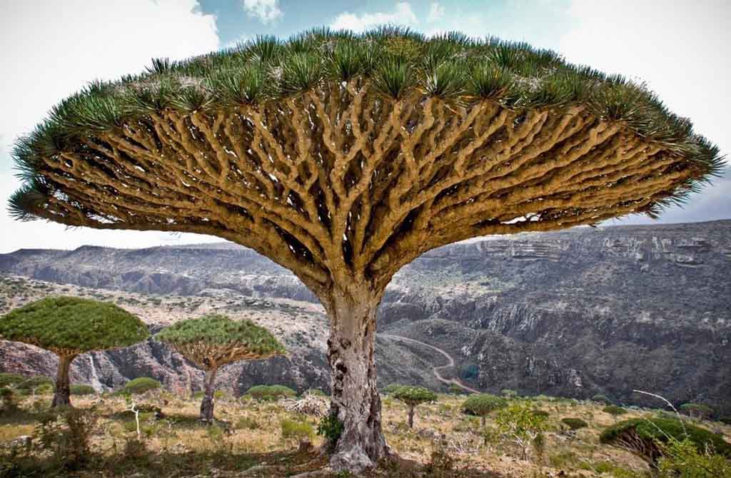 ТОП-10 самых необычных деревьев нашей планеты