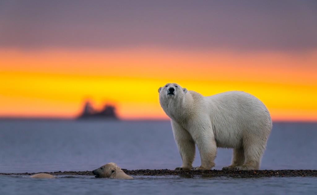 selective-focus-shot-polar-bear-sunset.jpg