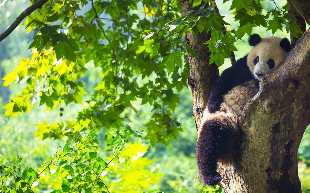 908675-animals-nature-panda.jpg