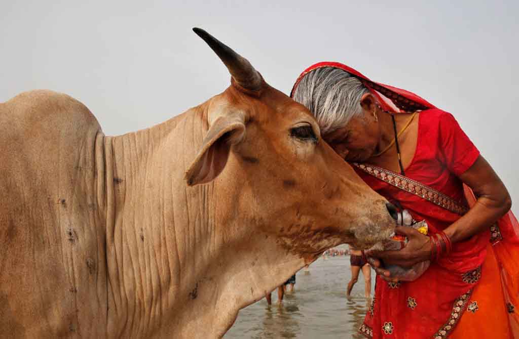 Животные Индии Фото