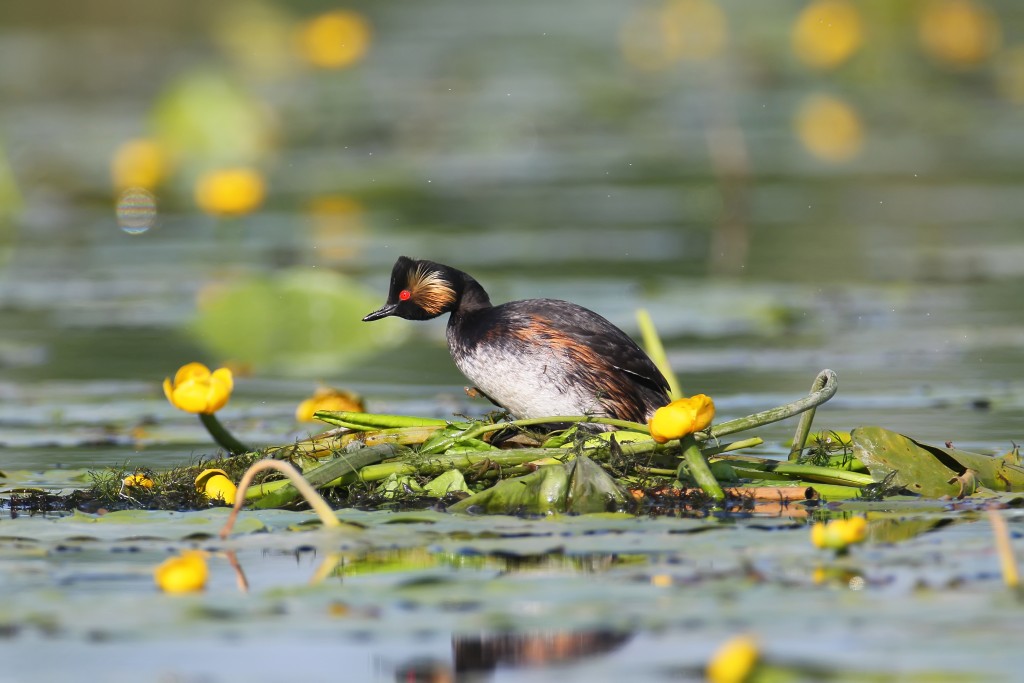 the-female-black-necked-grebe-or-eared-grebe-podiceps-nigricollis-is-busy-building-a-nest-on-the-leaves-of-aquatic-plants-close-up-detailed-photo.jpg