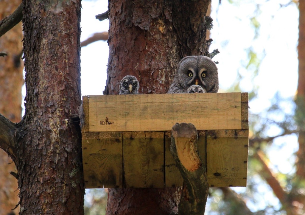 picture_of_the_day_owl_nestbox_1.jpg
