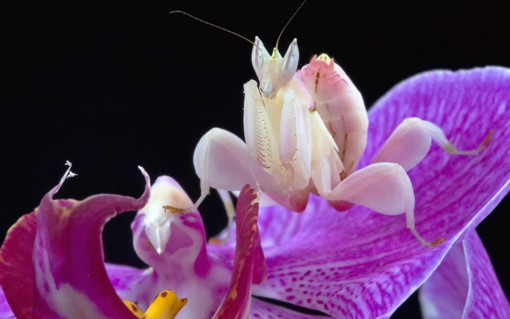 orhidejnyj-bogomol-animalreader.ru-002.jpg