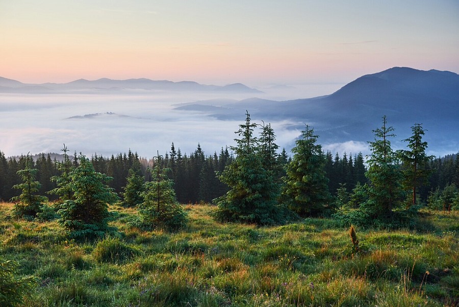 В ДНР создадут искусственный барьер для защиты леса от пожаров длиной более 2000 км
