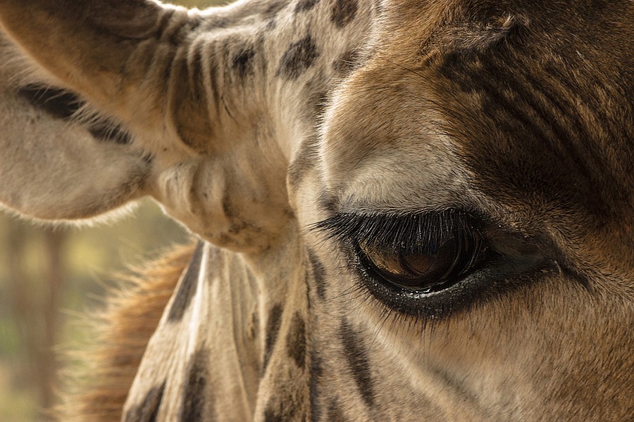 Центр жирафов в Кении