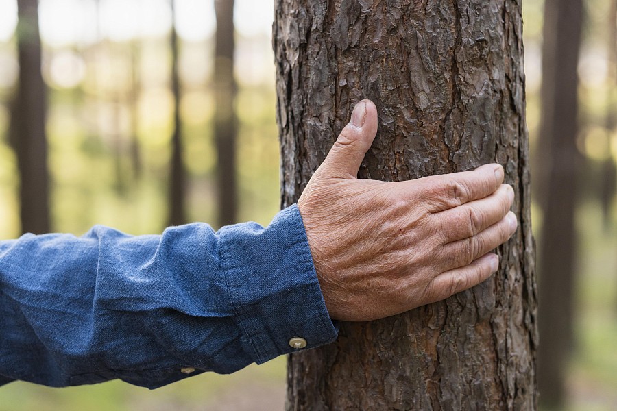 В Национальный реестр старовозрастных деревьев России впервые внесено дерево из новых регионов